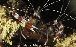 banded cleaner shrimp just hanging out by Lee Arbo 
